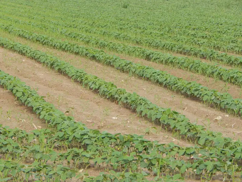 Surcos de un cultivo de soya