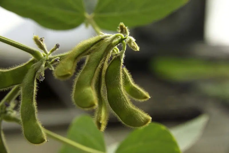 Vainas verdes de soya en la planta